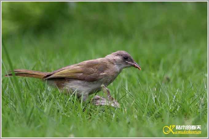 白头小鸟&bull;红嘴蓝鹊【照片】