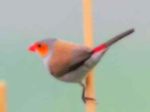 家禽驯化之源之二十一