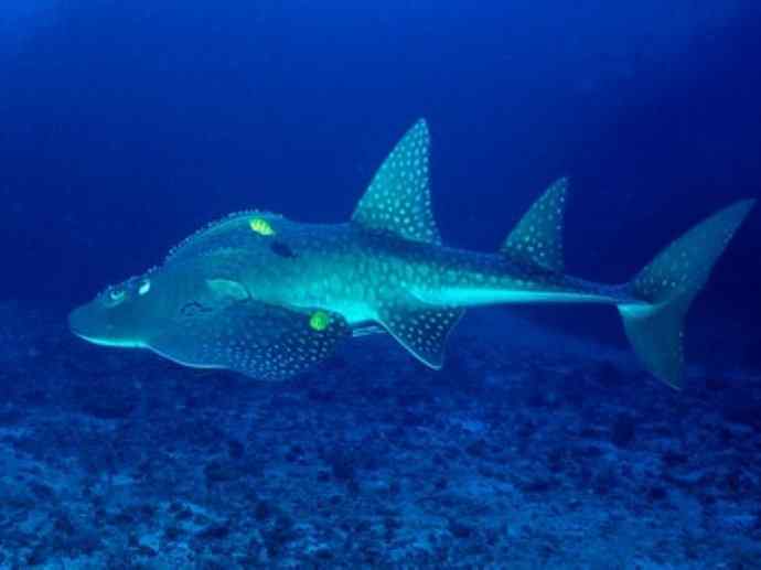 鱼类活化石：锯鳐