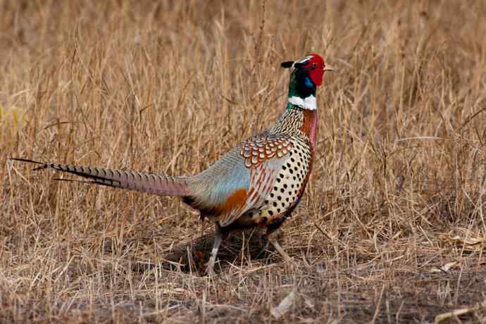 晨光里的环颈雉☆