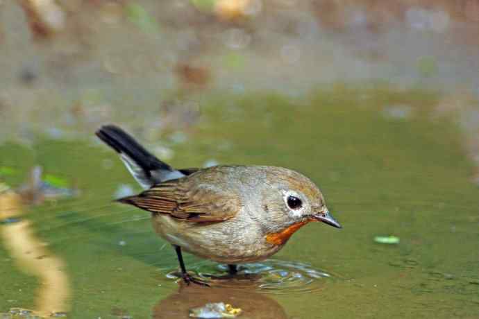 北京天坛公园的鸟类——雄性红喉姬鹟（9）