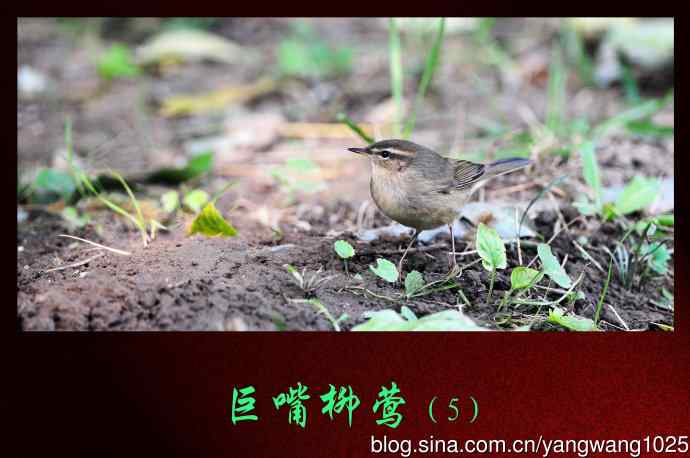 北京天坛公园的鸟类——巨嘴柳莺（5）