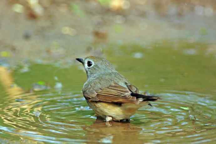 雄性红喉姬鹟(9) 雄性红喉姬鹟(9)