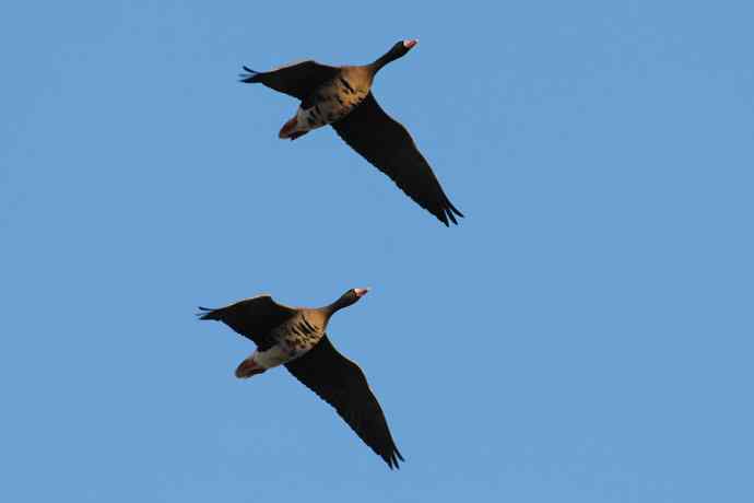 【新鸟】白额雁 wbr图牧吉湿地初探 【新鸟】白额雁 wbr图牧吉湿地初探