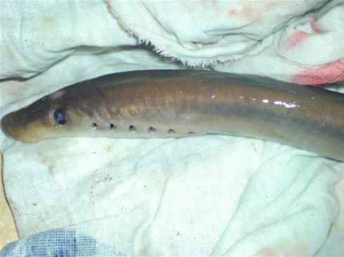 鱼类活化石：背眼七鳃鳗