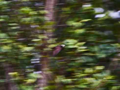 白头鸟系列：另类的美丽5