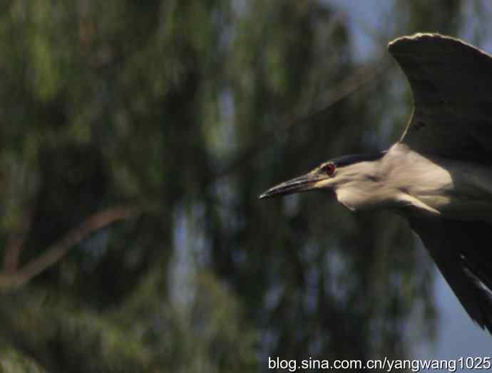 夜鹭（大丽抓拍）