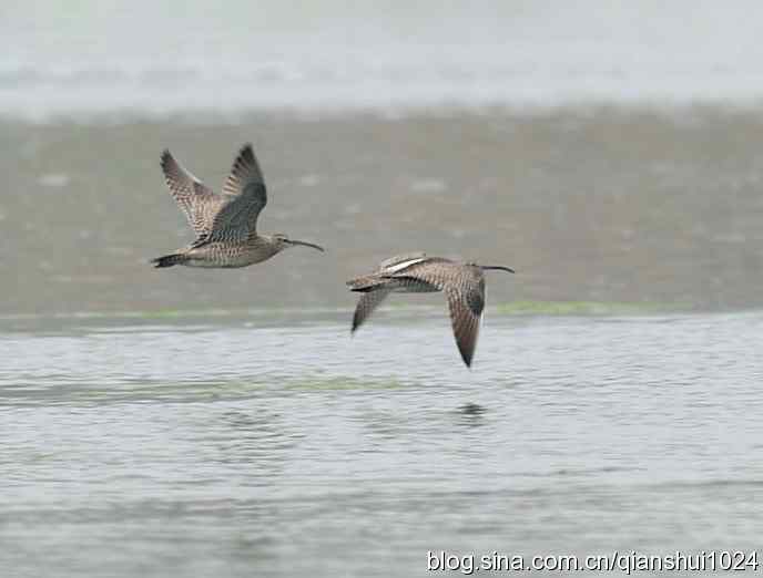 湿地观鸟.中杓鹬