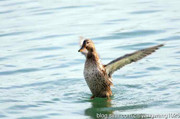 绿头鸭(2) 绿头鸭(2)