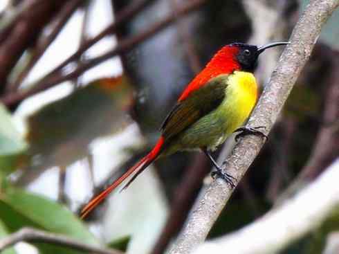 美丽无罪：雀鸟之太阳鸟