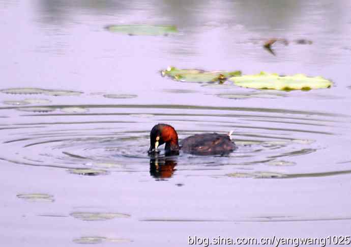 早餐 wbr鈥斺斝t捕鱼纪实 早餐 wbr鈥斺斝t捕鱼纪实