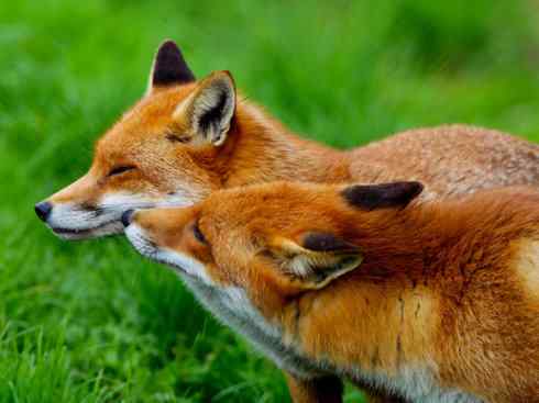 犬科：狐亚科狐属