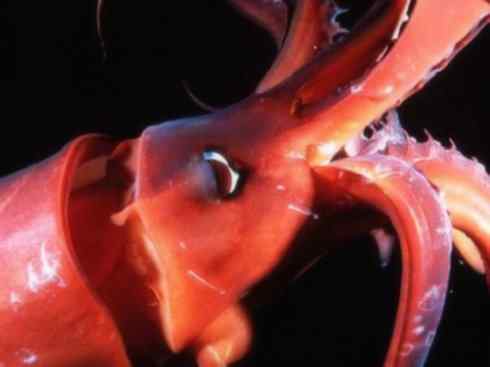 自然奇观:动物大迁徙(乌贼) 自然奇观:动物大迁徙(乌贼)