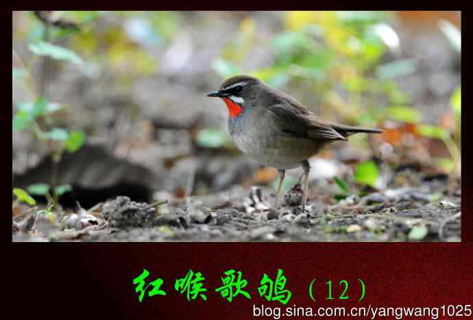 北京天坛公园的鸟类——红喉歌鸲（12）