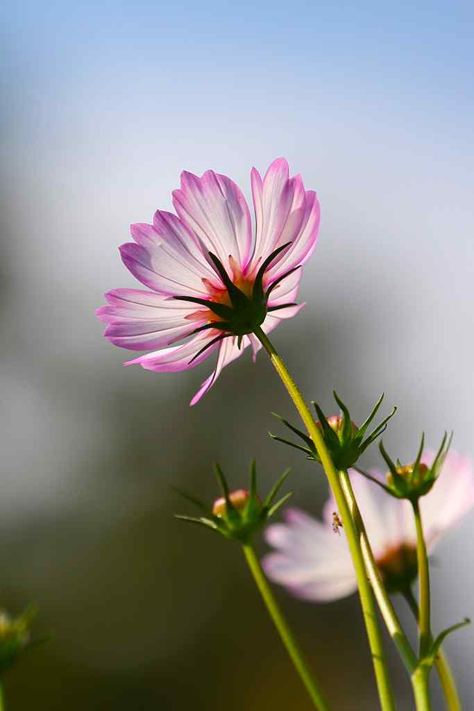 幸福像花儿一样美