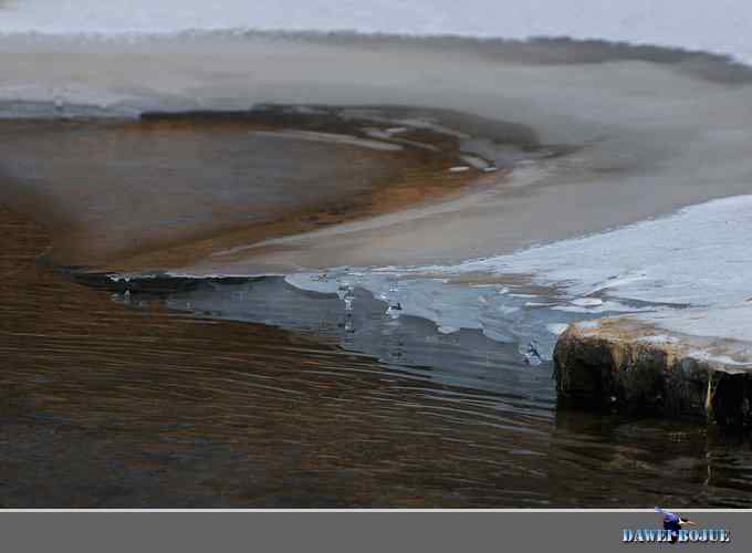 冰上鸭趣 冰上鸭趣