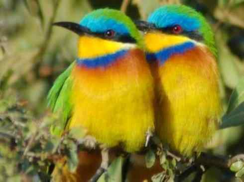 绝色攀禽：佛法僧目之蜂虎2