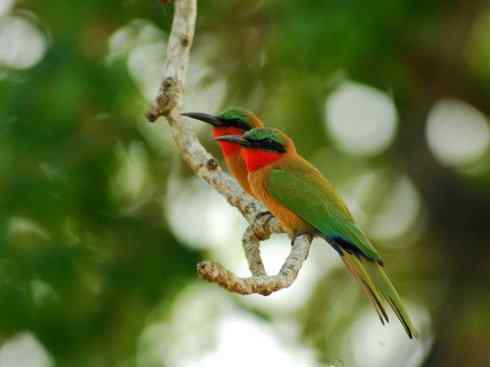 绝色攀禽:佛法僧目之蜂虎4 绝色攀禽:佛法僧目之蜂虎4