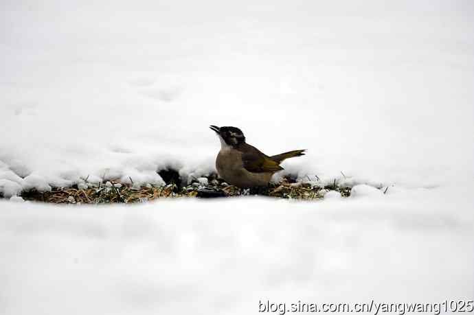 北京天坛公园的鸟类——雪中的鸟儿