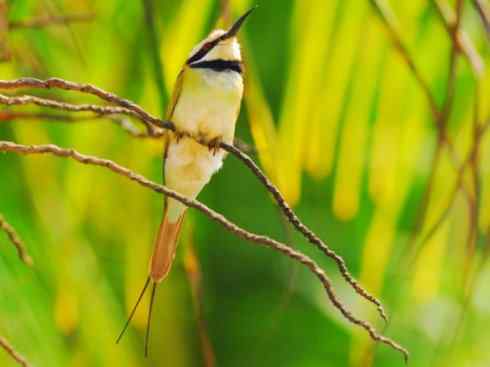 绝色攀禽:佛法僧目之蜂虎4 绝色攀禽:佛法僧目之蜂虎4