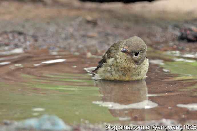 雌性白眉姬鹟(18) 雌性白眉姬鹟(18)