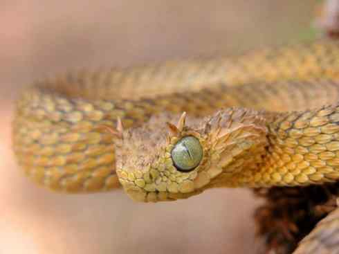 龙：传说的兽原型探秘（蝰蛇类）