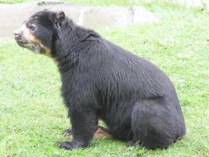 盘点十二大著名食蚁动物：懒熊
