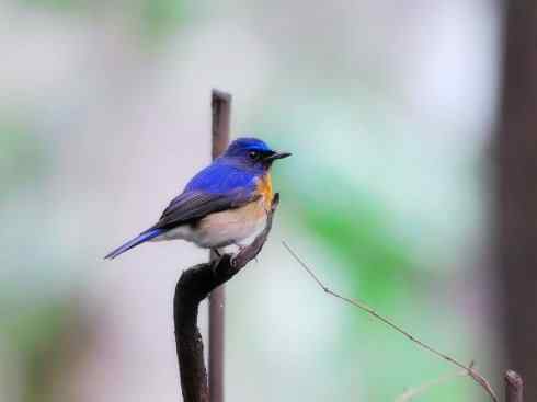 美丽无罪：雀鸟之仙鹟