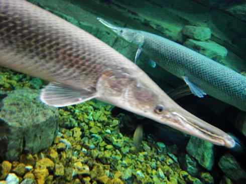 鱼类活化石:鳄雀鳝 鱼类活化石:鳄雀鳝