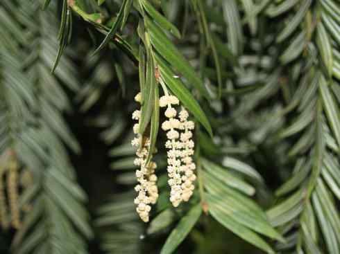 鱼类活化石:齿蝶鱼 鱼类活化石:齿蝶鱼