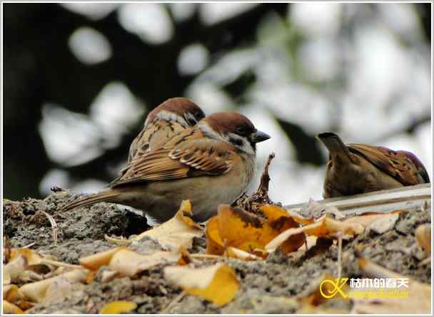 拍鈥湸淠疋澕恰菊掌
