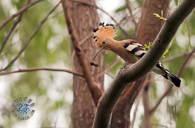 首次拍到戴胜奇观（组图，20张图片）