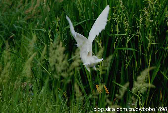 鸟友同游怀沙河 鸟友同游怀沙河