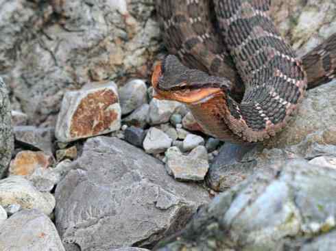 龙：传说的兽原型探秘（游蛇类）