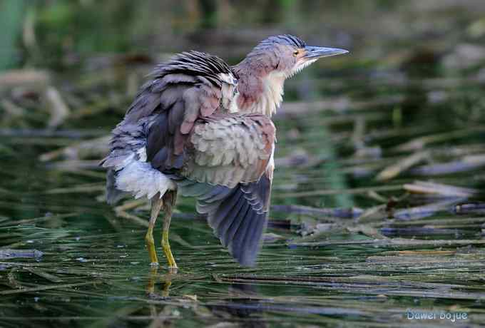 植物园:紫背.白眉和绿啄 植物园:紫背.白眉和绿啄