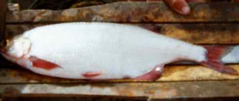 鱼类活化石：月眼鱼