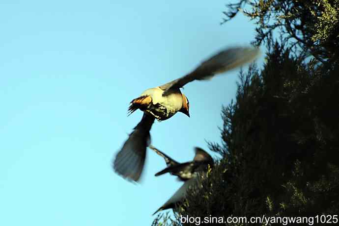 太平盛世赏太平