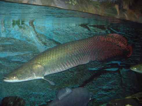 鱼类活化石：巨骨舌鱼