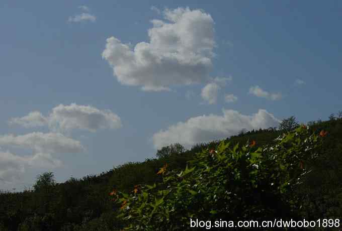 朱雀和北宫的鸟 朱雀和北宫的鸟