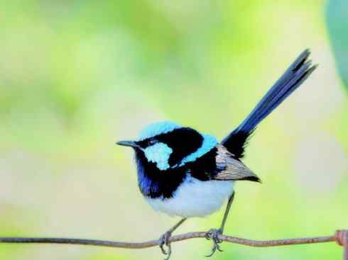 美丽无罪：雀鸟之鹩莺