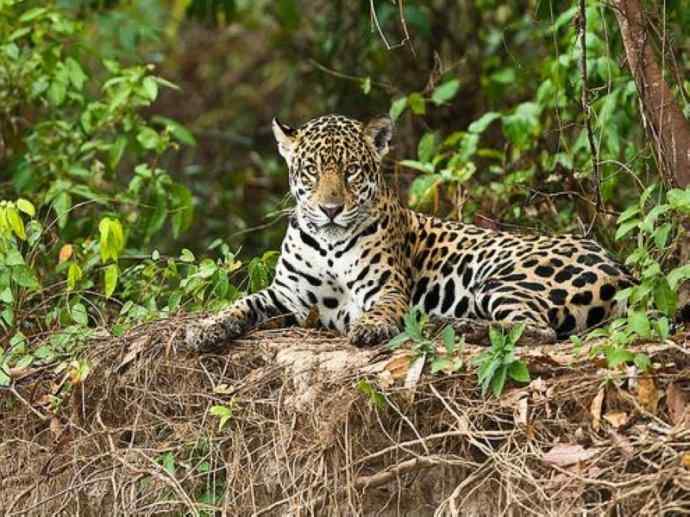 犬科：犬亚科小耳犬属的小耳犬