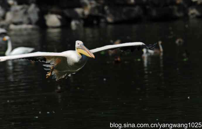 再拍大鹈鹕 wbr wbr1