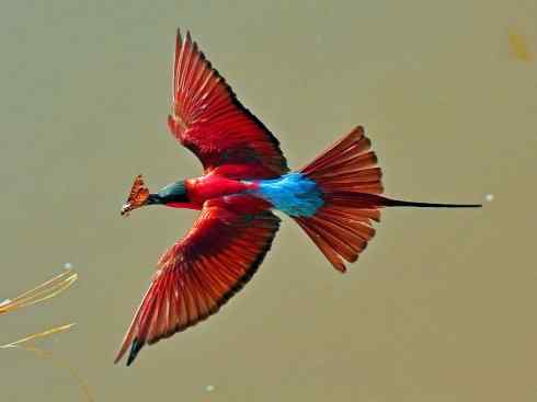 极品红色鸟类:红蜂虎 极品红色鸟类:红蜂虎