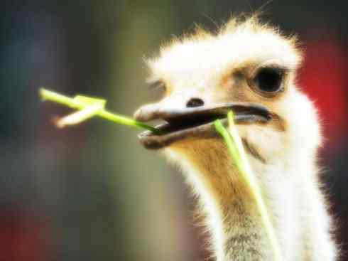 家禽驯化之源之十二