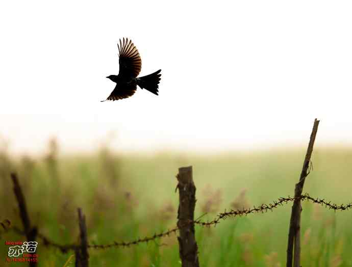 野鸭湖的黑衣舞者