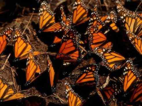 自然奇观：动物大迁徙(帝王蝶）