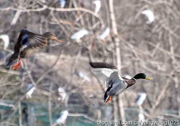 飞（绿头鸭）3