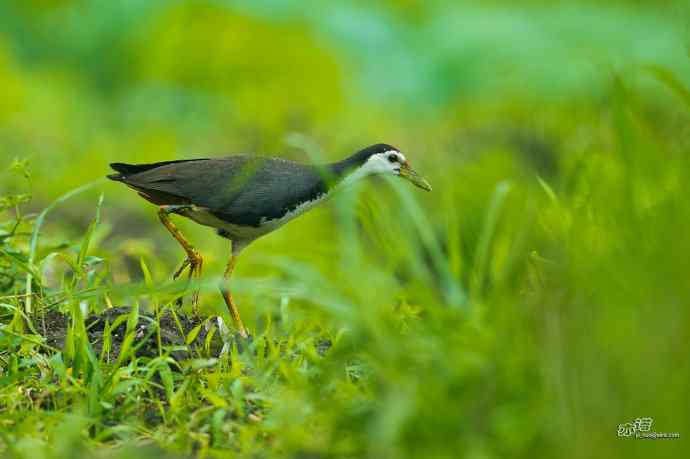沙河的白胸苦恶鸟