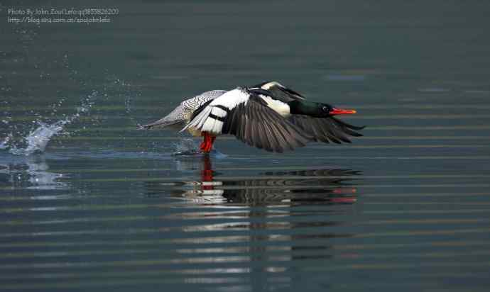 千里追寻中华秋沙鸭