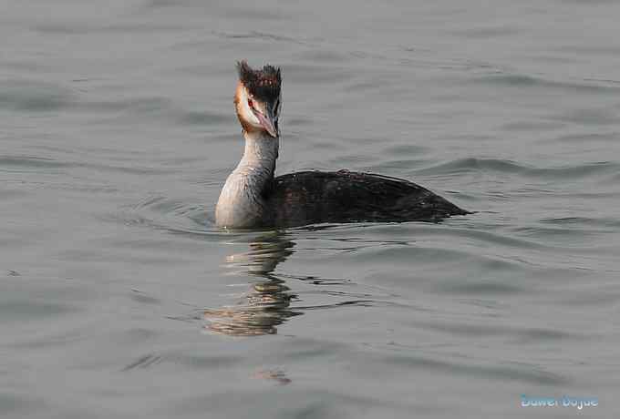 颐和园的凤头 颐和园的凤头